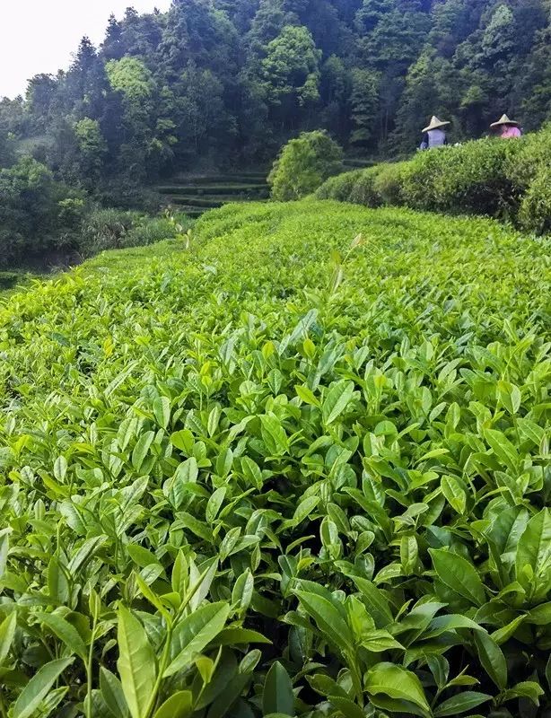 西岩高山富硒茶是什么茶（饶平西岩高山茶含硒）-硒宝网