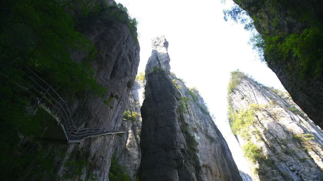 恩施受欢迎的恩施富硒茶(恩施特产富硒茶)-硒宝网