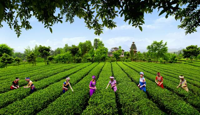 恩施受欢迎的恩施富硒茶(恩施特产富硒茶)-硒宝网