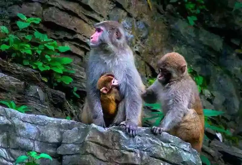 恩施受欢迎的恩施富硒茶(恩施特产富硒茶)-硒宝网