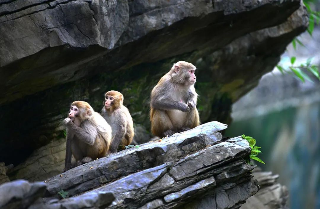 恩施受欢迎的恩施富硒茶(恩施特产富硒茶)-硒宝网