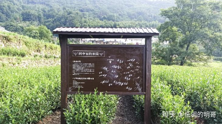 恩施比较受喜欢的富硒茶(恩施富硒茶是绿茶还是白茶)-硒宝网