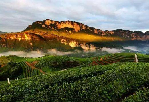 恩施受欢迎的恩施富硒茶（恩施富硒新茶）-硒宝网