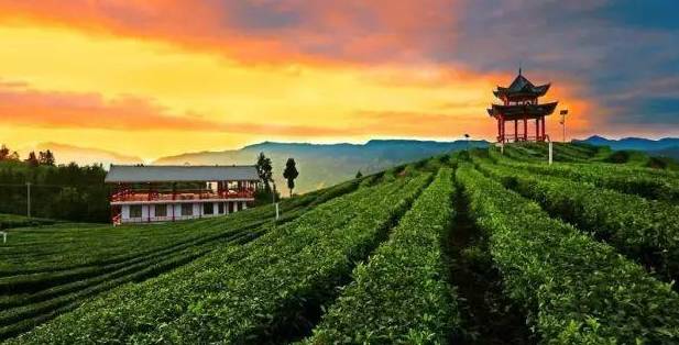 恩施受欢迎的恩施富硒茶（恩施富硒新茶）-硒宝网