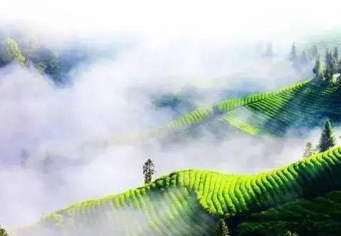 恩施受欢迎的恩施富硒茶（恩施富硒新茶）-硒宝网