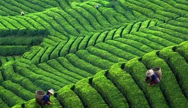 恩施受欢迎的恩施富硒茶（恩施富硒新茶）-硒宝网