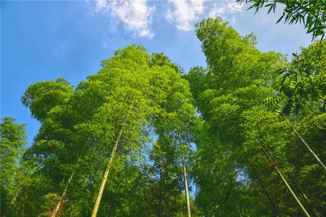 石台富硒茶在哪里生产好（石台硒茶标准）-硒宝网