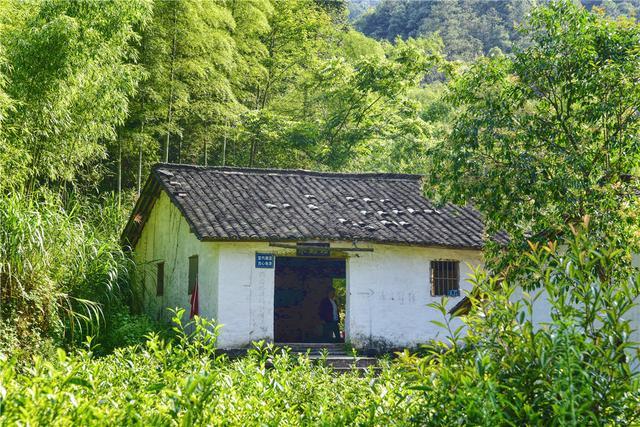 石台富硒茶在哪里生产好（石台硒茶标准）-硒宝网