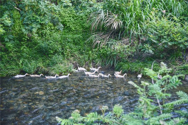 石台富硒茶在哪里生产好（石台硒茶标准）-硒宝网