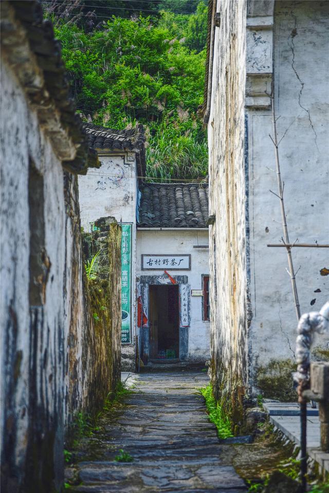 石台富硒茶在哪里生产好（石台硒茶标准）-硒宝网