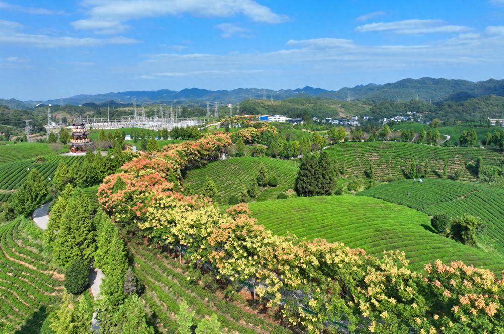 凤冈富硒茶好喝吗好喝吗(富硒茶喝了便秘)-硒宝网