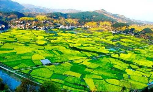 贵州开阳富硒茶是什么味(贵州富硒茶叶价格表)-硒宝网