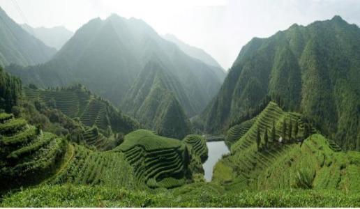 贵州开阳富硒茶是什么味(贵州富硒茶叶价格表)-硒宝网