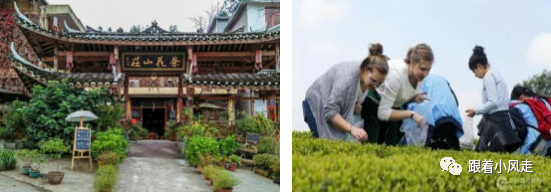 荆州受欢迎的恩施富硒茶（荆州特产茶叶）-硒宝网