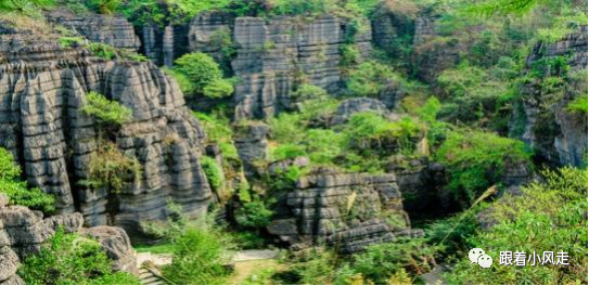 荆州受欢迎的恩施富硒茶（荆州特产茶叶）-硒宝网