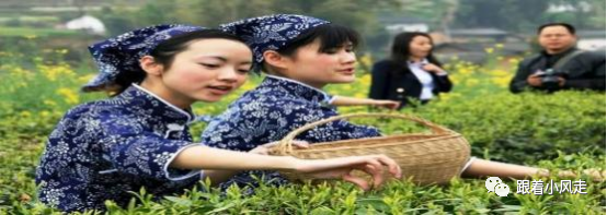 荆州受欢迎的恩施富硒茶（荆州特产茶叶）-硒宝网