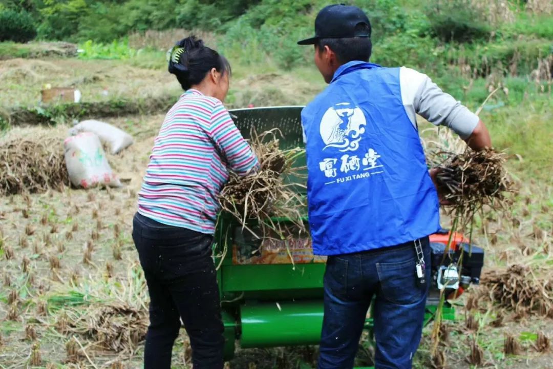 元长安富硒白茶是什么茶（白茶有硒吗）-硒宝网