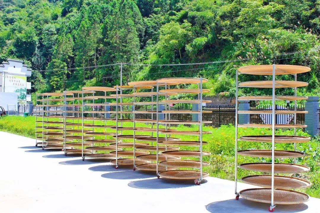 元长安富硒白茶是什么茶（白茶有硒吗）-硒宝网