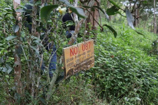 富硒高山云雾普洱茶价格(高山云雾茶的价格)-硒宝网