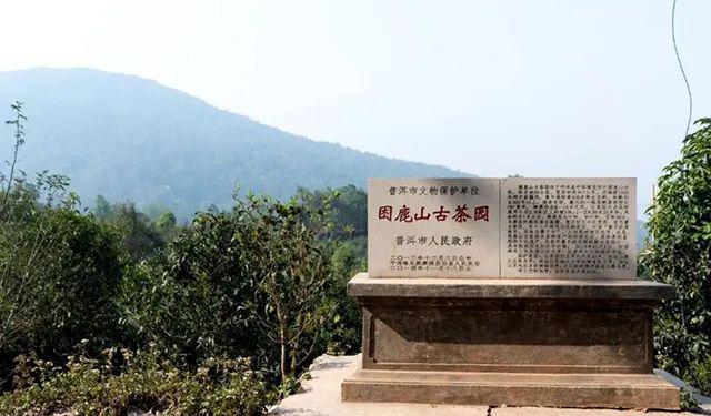 富硒高山云雾普洱茶价格(高山云雾茶的价格)-硒宝网