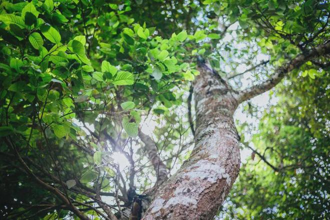 富硒高山云雾普洱茶价格(高山云雾茶的价格)-硒宝网