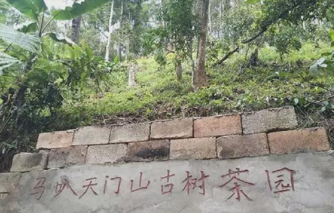 富硒高山云雾普洱茶价格(高山云雾茶的价格)-硒宝网