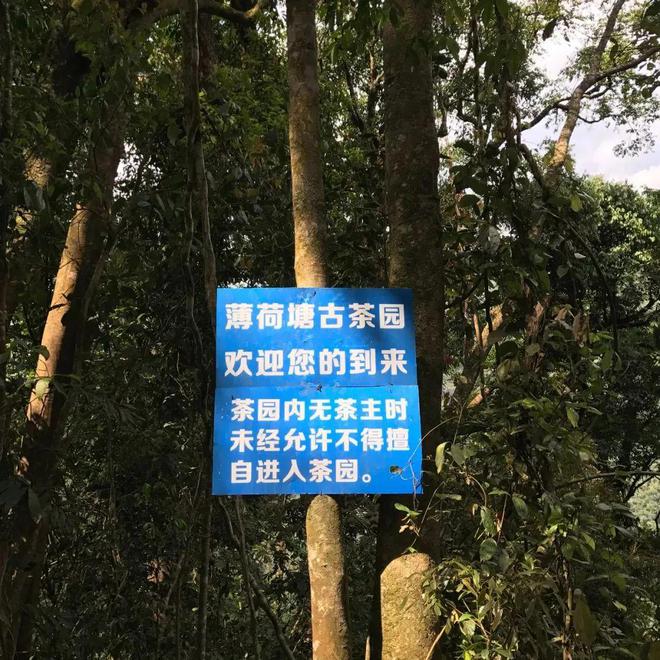 富硒高山云雾普洱茶价格(高山云雾茶的价格)-硒宝网