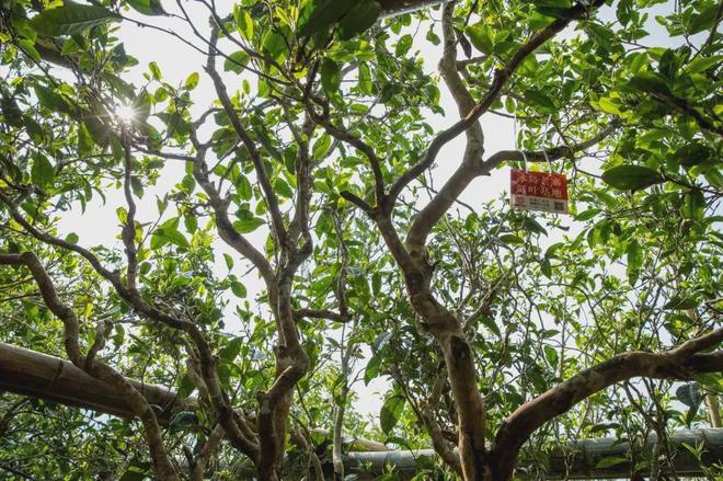 富硒高山云雾普洱茶价格(高山云雾茶的价格)-硒宝网