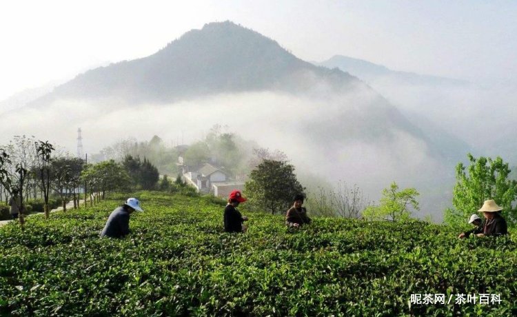 安康富硒茶的功效与作用(安康茶属于什么品种)-硒宝网