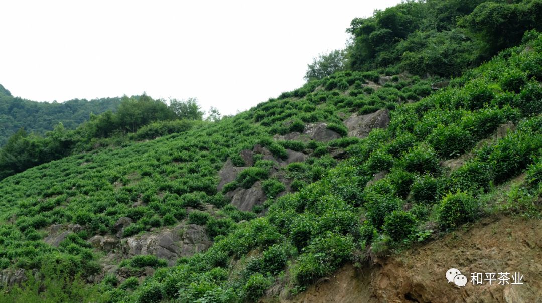 陕西紫阳富硒茶蒿坪毛尖(紫阳毛尖含硒量多少)-硒宝网