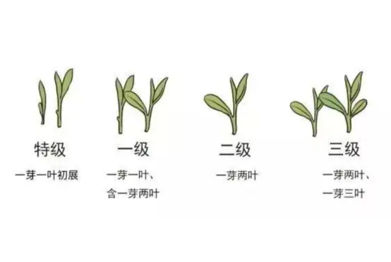 富硒茶是不是最好的绿茶（绿茶与富硒绿茶的区别）-硒宝网