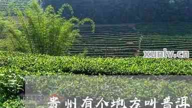 贵州富硒茶产地在哪里呀（贵州富硒茶多少钱一斤）-硒宝网