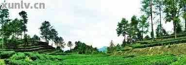 贵州富硒茶产地在哪里呀（贵州富硒茶多少钱一斤）-硒宝网