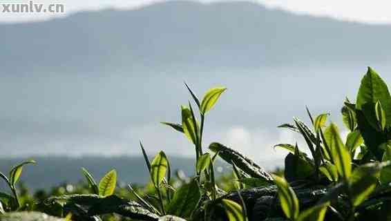贵州富硒茶产地在哪里呀（贵州富硒茶多少钱一斤）-硒宝网