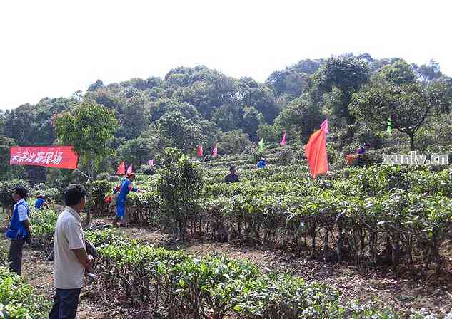 贵州富硒茶产地在哪里呀（贵州富硒茶多少钱一斤）-硒宝网