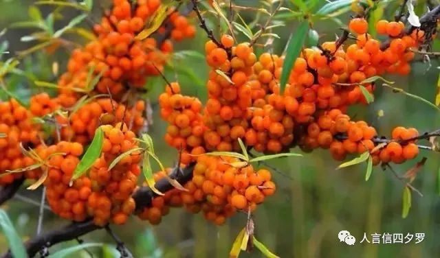 富硒沙棘茶孕妇可以喝吗(孕妇喝茶沙棘富硒可以吗)-硒宝网