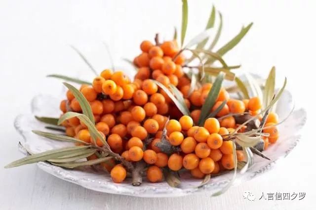 富硒沙棘茶孕妇可以喝吗(孕妇喝茶沙棘富硒可以吗)-硒宝网