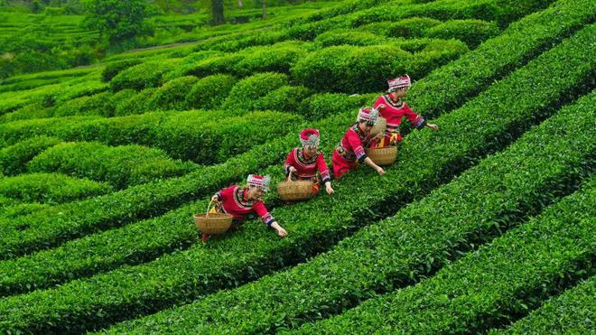 巴东的富硒茶有哪些品牌（巴东富硒神茶）-硒宝网