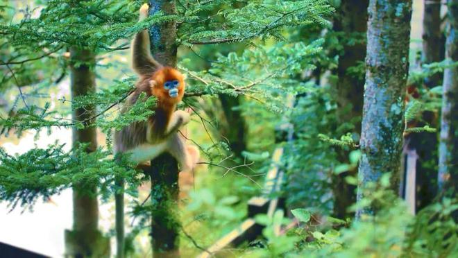巴东的富硒茶有哪些品牌（巴东富硒神茶）-硒宝网