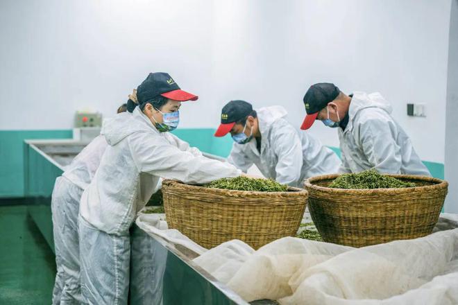 巴东的富硒茶有哪些品牌（巴东富硒神茶）-硒宝网