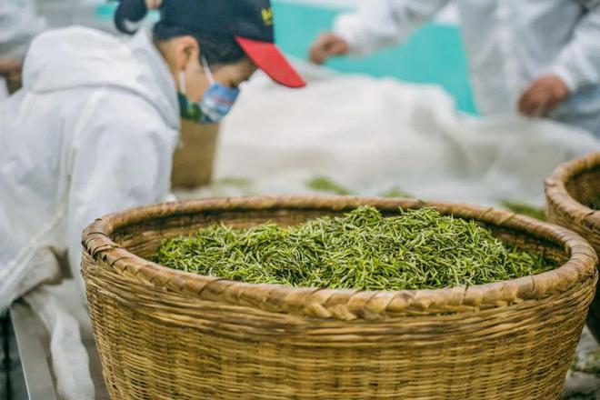 巴东的富硒茶有哪些品牌（巴东富硒神茶）-硒宝网