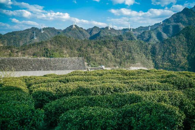 巴东的富硒茶有哪些品牌（巴东富硒神茶）-硒宝网