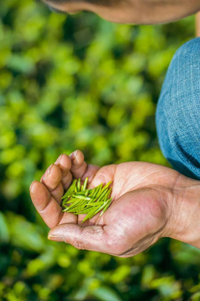 巴东的富硒茶有哪些品牌（巴东富硒神茶）-硒宝网