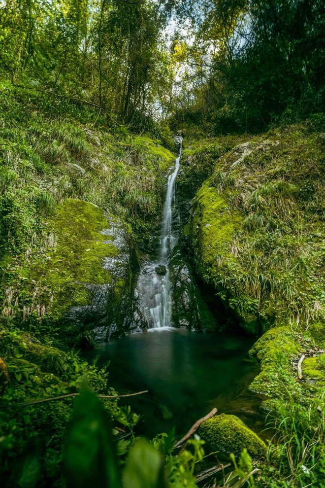 巴东的富硒茶有哪些品牌（巴东富硒神茶）-硒宝网