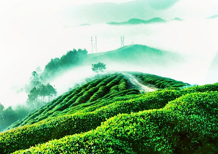 紫阳富硒茶的良种有哪些(紫阳富硒茶中的硒是什么)-硒宝网