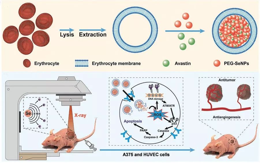 有机富硒茶前景如何样?。ㄓ谢晃枨熬叭绾窝。?硒宝网