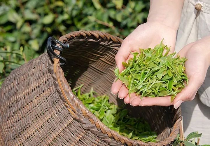 如何泡紫阳富硒茶喝好喝(喝紫阳富硒茶的好处)-硒宝网