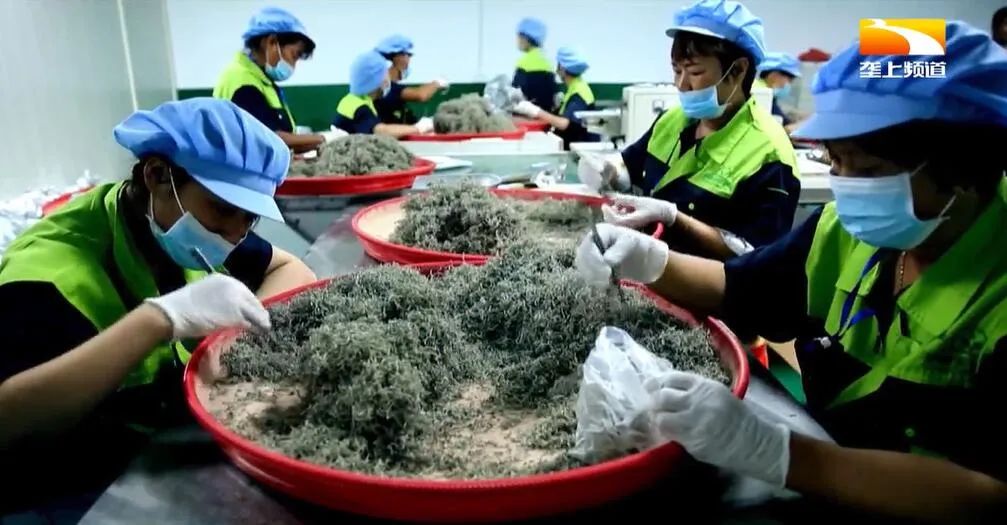 广西恩施富硒茶哪里有卖(恩施富硒茶哪个牌子好)-硒宝网