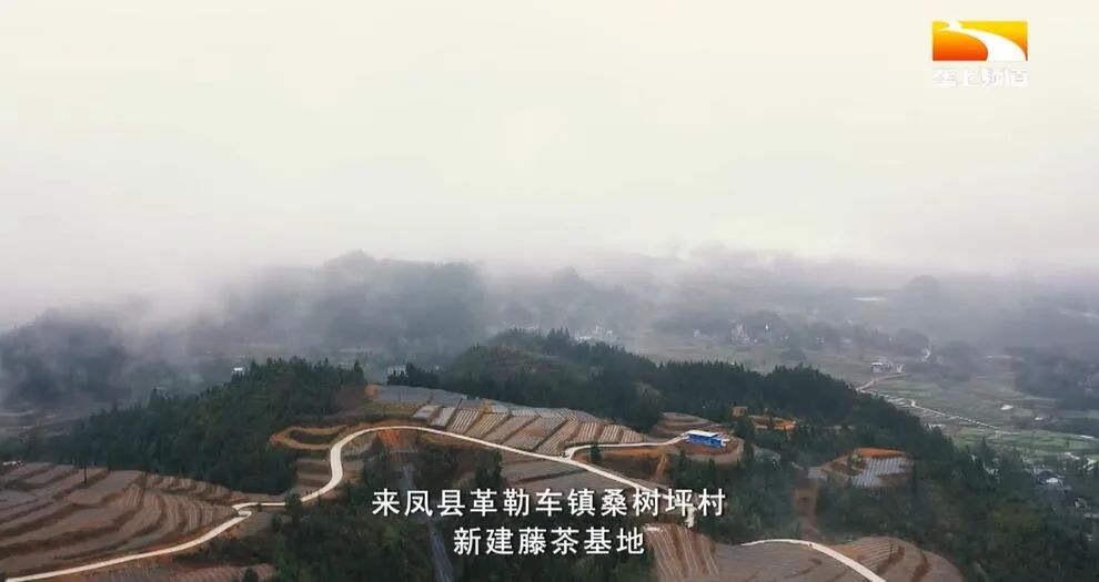 广西恩施富硒茶哪里有卖(恩施富硒茶哪个牌子好)-硒宝网