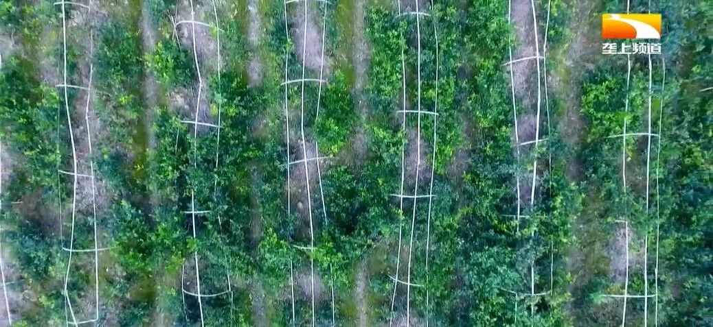 广西恩施富硒茶哪里有卖(恩施富硒茶哪个牌子好)-硒宝网